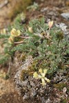 Cusick's Locoweed