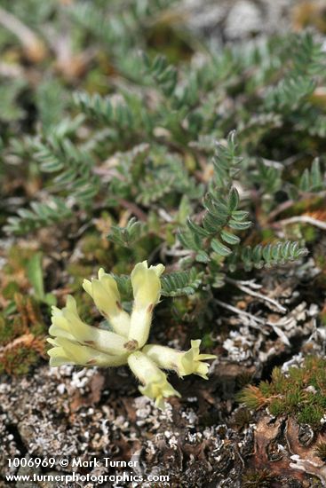 Oxytropis campestris var. cusickii