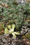 Cusick's Locoweed