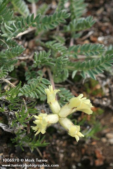 Oxytropis campestris var. cusickii