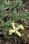 Cusick's Locoweed