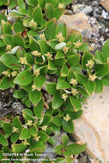 Salix nivalis