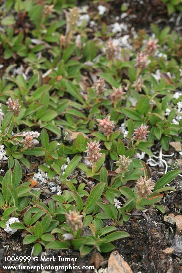 Salix cascadensis