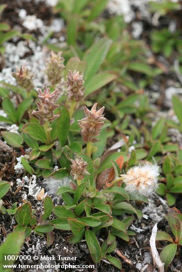 Salix cascadensis