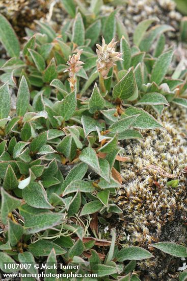 Salix cascadensis