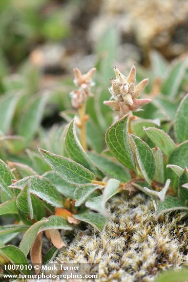 Salix cascadensis