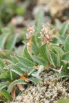 Cascade Willow (female) detail