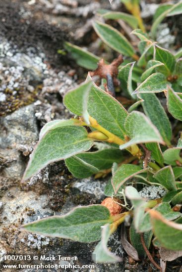 Salix cascadensis