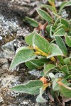 Cascade Willow foliage & stem detail