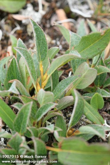 Salix cascadensis