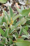 Cascade Willow foliage & stem detail