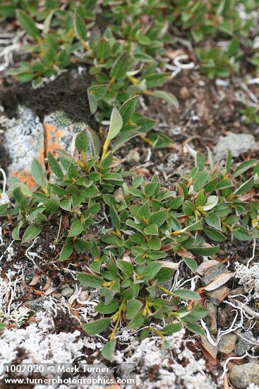 Salix cascadensis