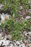 Cascade Willow foliage