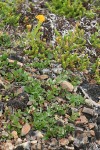 Snow Willow w/ Alpine Goldenrod, Pink Heather foliage