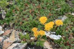 Lanceleaf Stonecrop w/ Snow Willow, Creeping Sibbaldia foliage