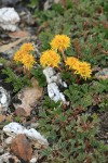 Lanceleaf Stonecrop w/ Snow Willow, Creeping Sibbaldia foliage