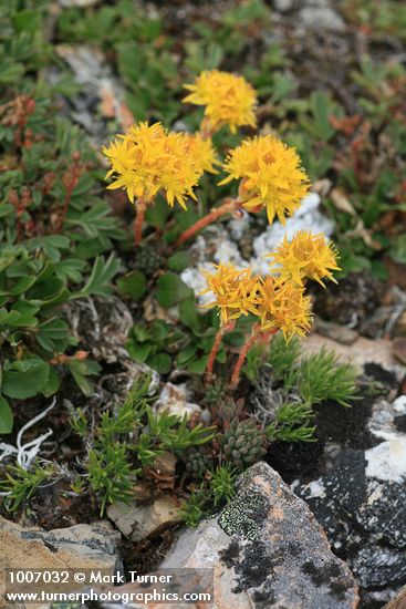 Sedum lanceolatum; Salix nivalis; Sibbaldia procumbens