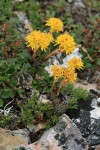 Lanceleaf Stonecrop w/ Snow Willow, Creeping Sibbaldia foliage