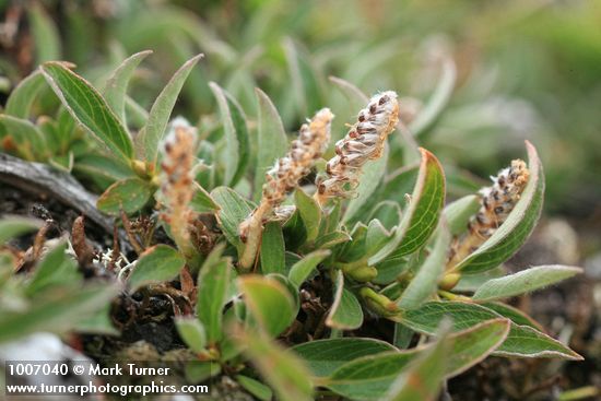 Salix cascadensis