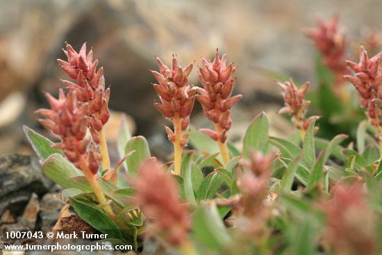 Salix cascadensis