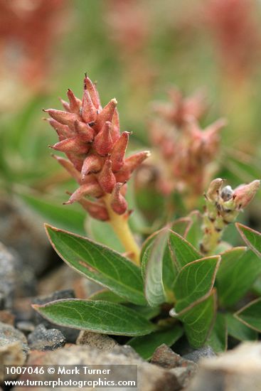 Salix cascadensis