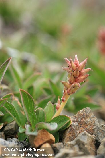 Salix cascadensis