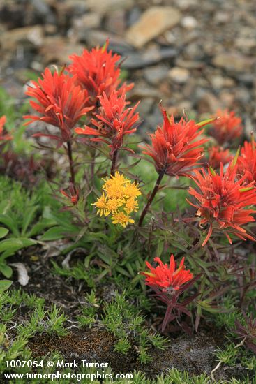 Castilleja rupicola; Solidago multiradiata