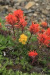 Cliff Paintbrush w/ Alpine Goldenrod