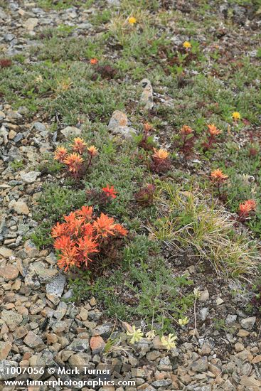 Castilleja rupicola; Salix cascadensis