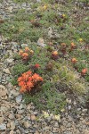 Cliff Paintbrush w/ Cascade Willow