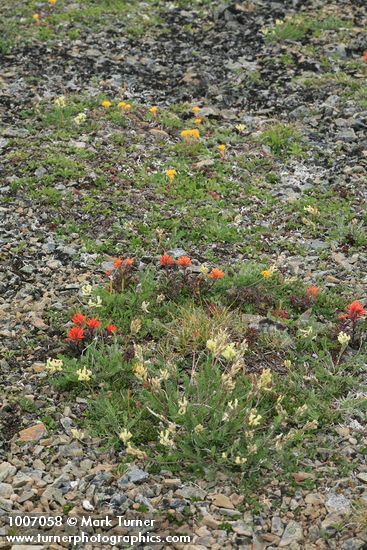 Oxytropis campestris var. cuskickii; Castilleja rupicola; Salix cascadensis; S. nivalis