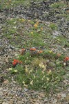 Cusick's Locoweed, Cliff Paintbrush, Cascade Willow, Snow Willow on scree