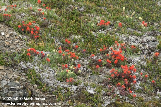 Oxytropis campestris var. cuskickii; Castilleja rupicola; Phyllodoce empetriformis