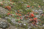 Cusick's Locoweed, Cliff Paintbrush, Pink Heather foliage