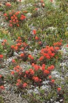 Cliff Paintbrush among Pink Heather foliage