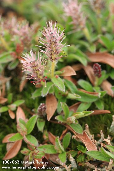 Salix cascadensis