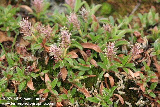 Salix cascadensis