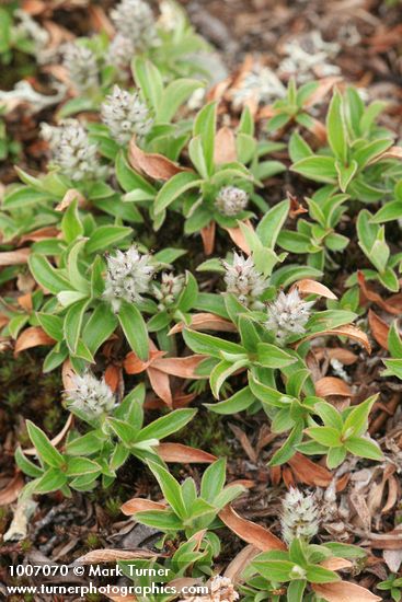 Salix cascadensis