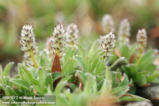 Salix cascadensis