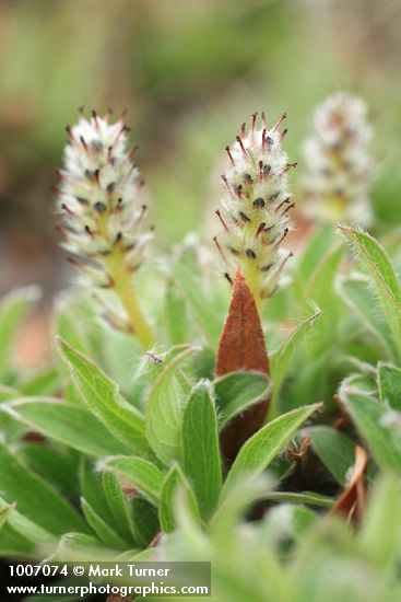 Salix cascadensis