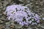 Spreading Phlox