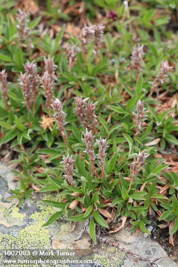 Salix cascadensis