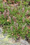 Cascade Willow (female)