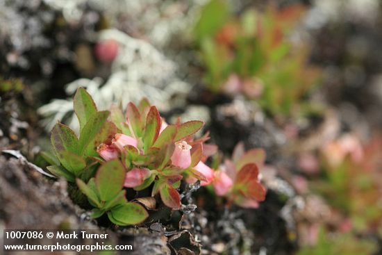 Vaccinium caespitosum