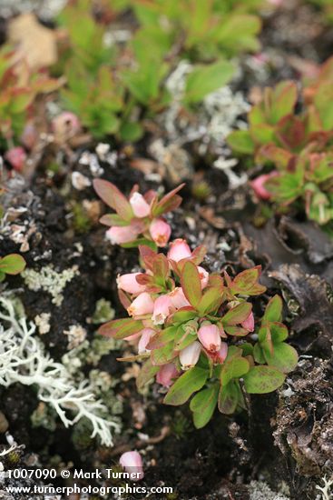 Vaccinium caespitosum