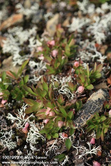 Vaccinium caespitosum