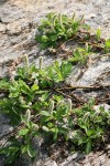 Arctic Willow (male)