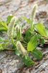 Arctic Willow (male) foliage & aments detail