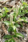 Arctic Willow (male) foliage & aments