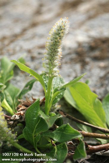 Salix arctica